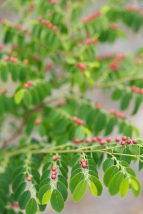 Canabidiol possui nova fonte descoberta em planta que existe no Brasil (Foto: iStock)