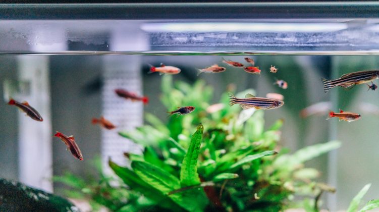 Esses robôs aquáticos não apenas navegam, mas também podem carregar sensores para medir informações como pH da água, temperatura e presença de poluentes (Foto: X)