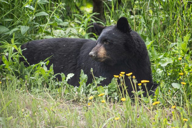 As equipes destacam que o uso da força contra os animais será adotado apenas em último caso (Foto: X)