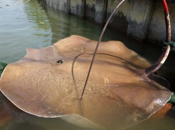 Ele estava acompanhado do pai, de um primo e de um guia local, Mozar, que ajudaram a manusear a arraia com extremo cuidado para não feri-la. (Foto: X)