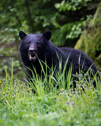 “Sabemos que houve um ataque, mas não está claro se foi provocado por um único urso ou mais de um”, declarou George Reynaud, porta-voz da FWC (Foto: X)