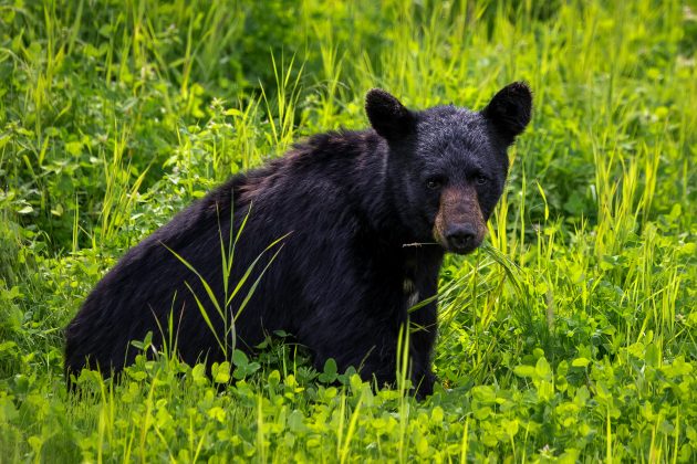A suspeita surgiu após a filha da vítima testemunhar um urso atacando o cachorro da família nas imediações (Foto: X)