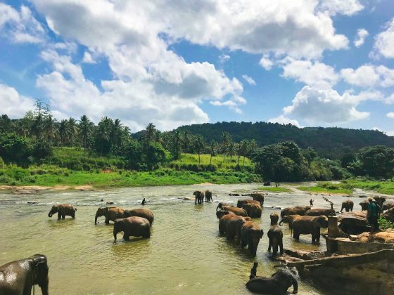 A ação está sendo conduzida pelo escritório britânico Leigh Day e reúne vítimas do Maláui e da vizinha Zâmbia, que também foi afetada pelos deslocamentos dos animais (Foto: Unsplash)