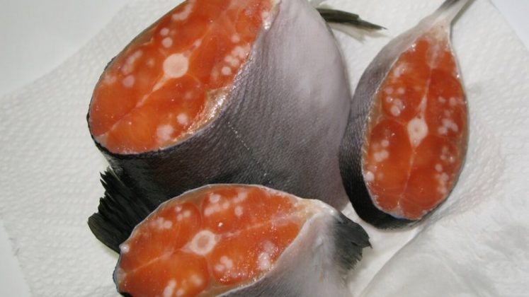 Apesar de ser inofensivo ao ser humano, o parasita pode causar problemas à indústria da pesca, já que sua presença afeta a aparência do salmão e pode impactar o comércio do peixe (Foto: X)