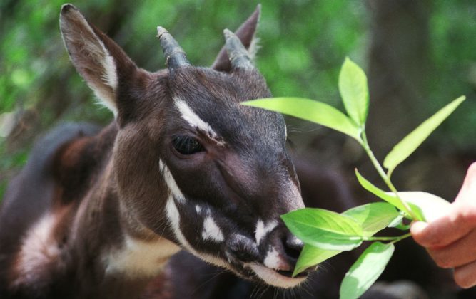 Cientistas conseguiram mapear o DNA de 26 saolas a partir de restos mortais recolhidos em vilarejos locais (Foto: X)