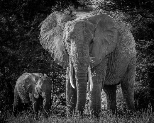 A ONG International Fund for Animal Welfare (IFAW), que financiou e apoiou a transferência dos animais, é alvo do processo, que pode ser julgado na Alta Corte da Inglaterra (Foto: X)