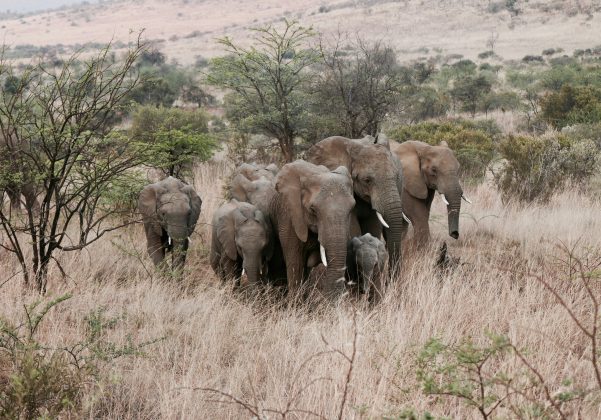 O projeto de realocação foi motivado pela superpopulação no Parque Nacional de Liwonde, mas o resultado foi um aumento drástico nos conflitos entre humanos e elefantes (Foto: Unsplash)