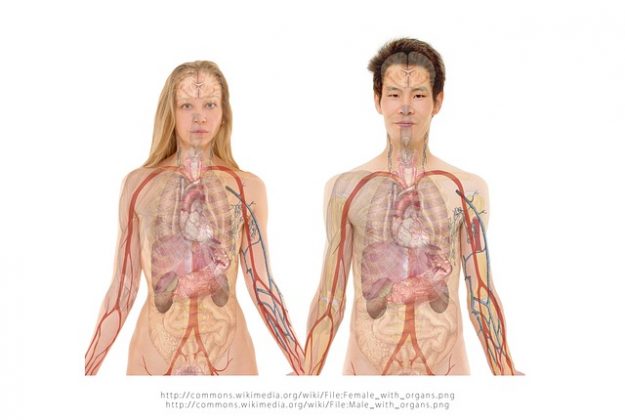 A mudança física foi imediata após a cirurgia. (Imagem: pixabay)